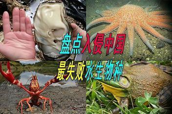 成都青龙湖神秘生物到底是什么「四川遭外来物种入侵事件」 瘦腰