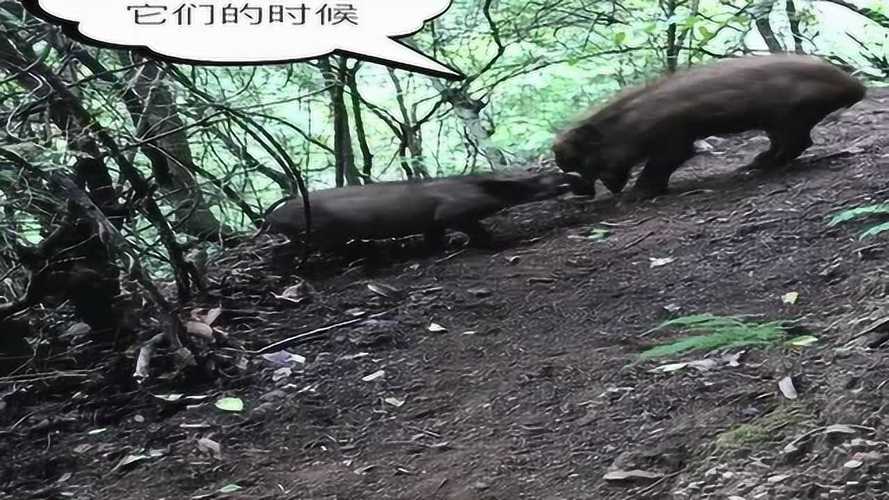 如果一个人在山上正面碰上野猪，逃脱的概率有多少？该怎么做「野猪掉下悬崖」 减肥视频